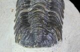 Bargain, Austerops Trilobite - Morocco #66352-6